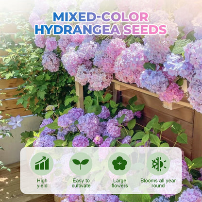 Semillas de Hortensia de Colores Mixtos