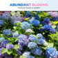 Semillas de Hortensia de Colores Mixtos