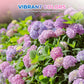 Semillas de Hortensia de Colores Mixtos