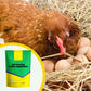 Suplemento Antipicaje para Aves de Corral para Gallinas