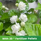 ✨🌸 Semillas de jazmín (con fertilizante): aromáticas y fáciles de cultivar🍃