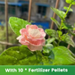 ✨🌸 Semillas de jazmín (con fertilizante): aromáticas y fáciles de cultivar🍃