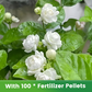 ✨🌸 Semillas de jazmín (con fertilizante): aromáticas y fáciles de cultivar🍃