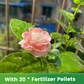✨🌸 Semillas de jazmín (con fertilizante): aromáticas y fáciles de cultivar🍃