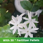 ✨🌸 Semillas de jazmín (con fertilizante): aromáticas y fáciles de cultivar🍃