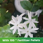 ✨🌸 Semillas de jazmín (con fertilizante): aromáticas y fáciles de cultivar🍃