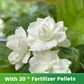 ✨🌸 Semillas de jazmín (con fertilizante): aromáticas y fáciles de cultivar🍃