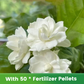 ✨🌸 Semillas de jazmín (con fertilizante): aromáticas y fáciles de cultivar🍃