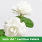 ✨🌸 Semillas de jazmín (con fertilizante): aromáticas y fáciles de cultivar🍃