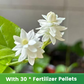 ✨🌸 Semillas de jazmín (con fertilizante): aromáticas y fáciles de cultivar🍃